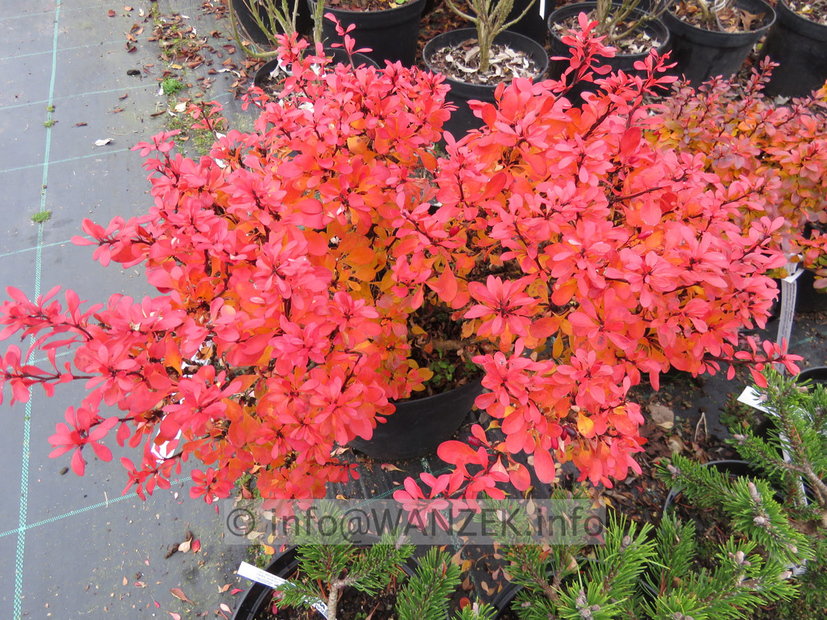 Berberis thunbergii Bagatelle Herbst 02.JPG